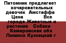 Питомник предлагает 2-хочаровательных девочек  Амстаффа › Цена ­ 25 000 - Все города Животные и растения » Собаки   . Кемеровская обл.,Ленинск-Кузнецкий г.